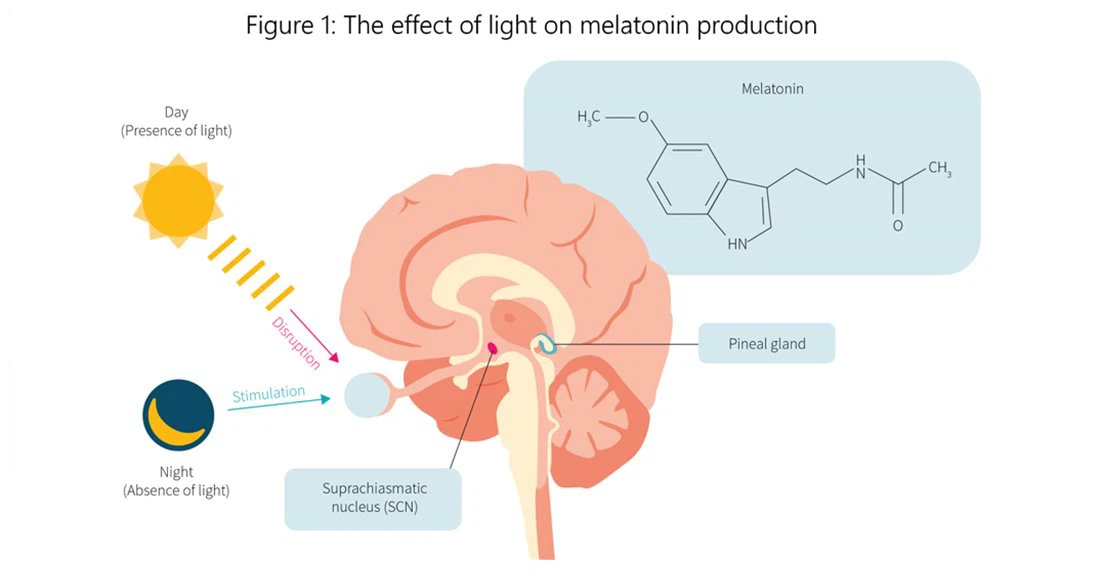 Melatonin 11